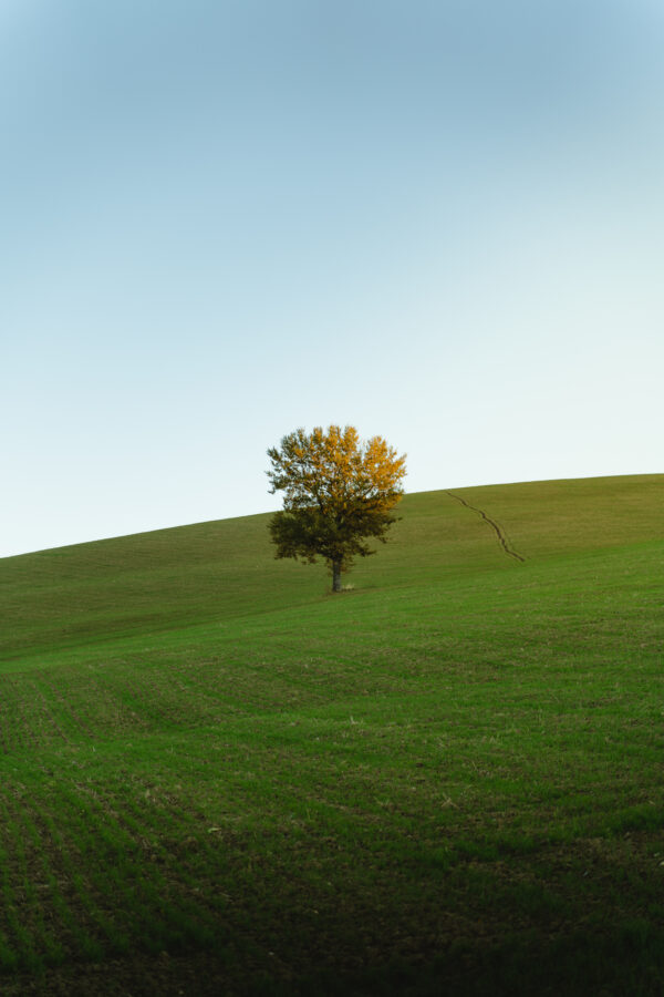 The Lone Tree