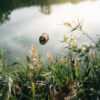 Close-up of wild plants by a calm river with a floating log and soft sunlight reflecting on the water