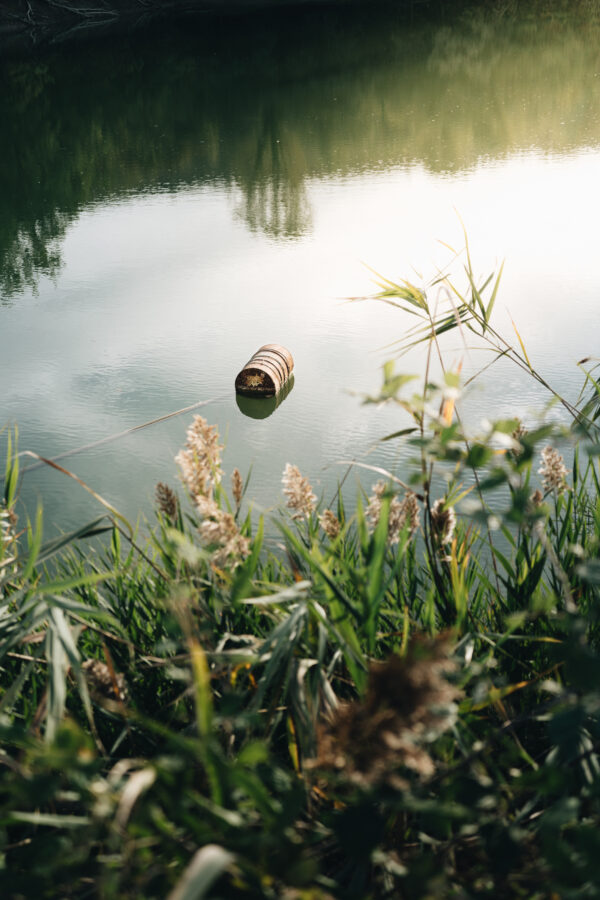 Close-up of wild plants by a calm river with a floating log and soft sunlight reflecting on the water