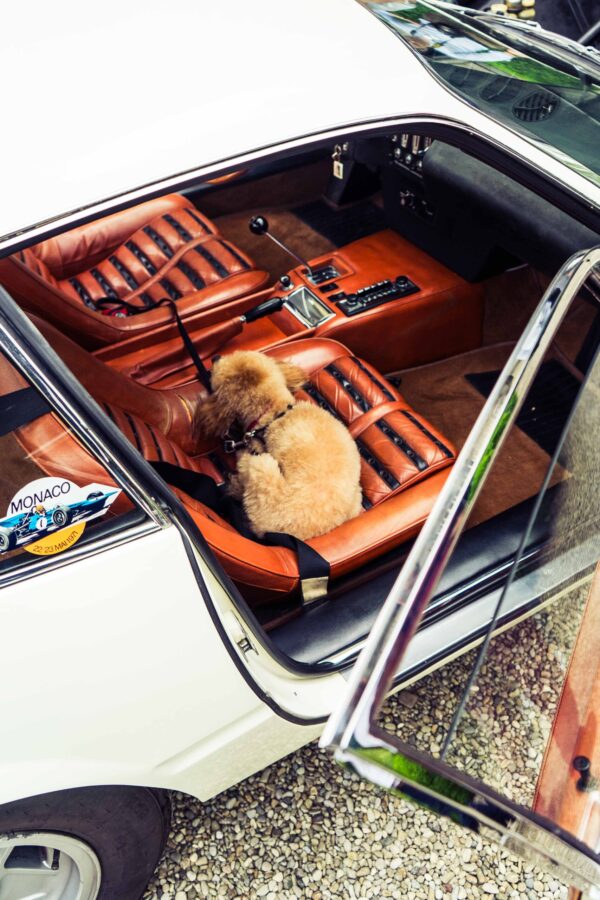 DSC02249 Fancy puppy