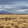 Icelandic horses grazing in a vast golden field near Sauðárkrókur, framed by dramatic mountains and a cloudy sky, 2023
