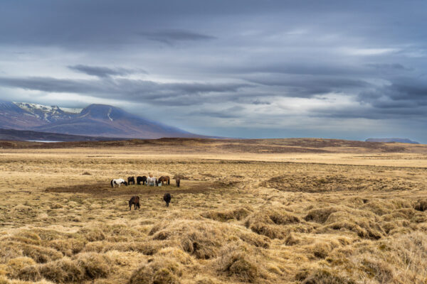 Icelandic horses grazing in a vast golden field near Sauðárkrókur, framed by dramatic mountains and a cloudy sky, 2023