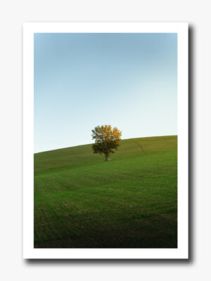 The Lone Tree